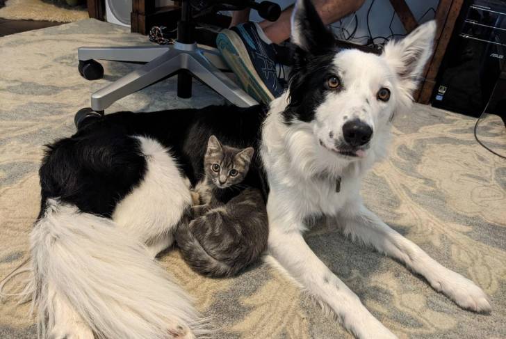 Un Border Collie allongé à côté d'un chat