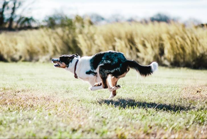 Un Border Collie semblant fuguer