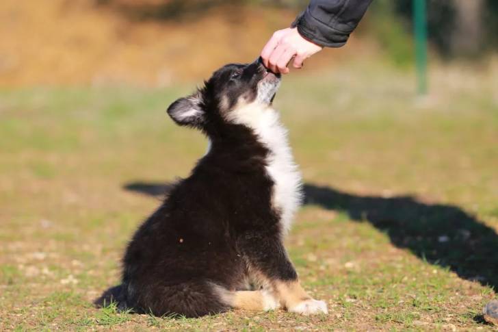 Un Border Collie assis sur un terrain herbacée et recevant une friandise
