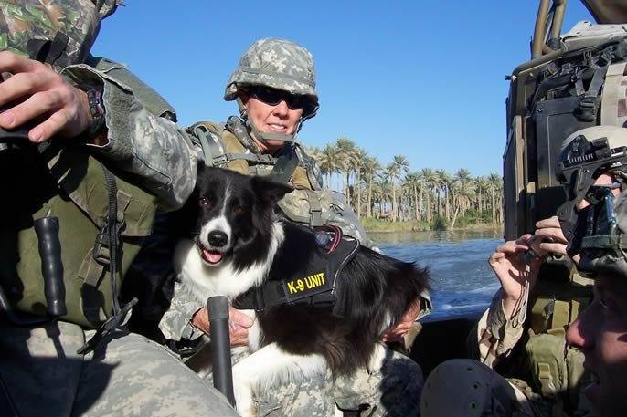 Un Border Collie allongé sur les cuisses d'un militaire dans une barque
