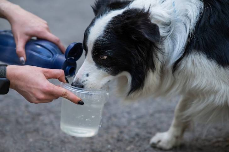 Un Border Collie s'hydrate 