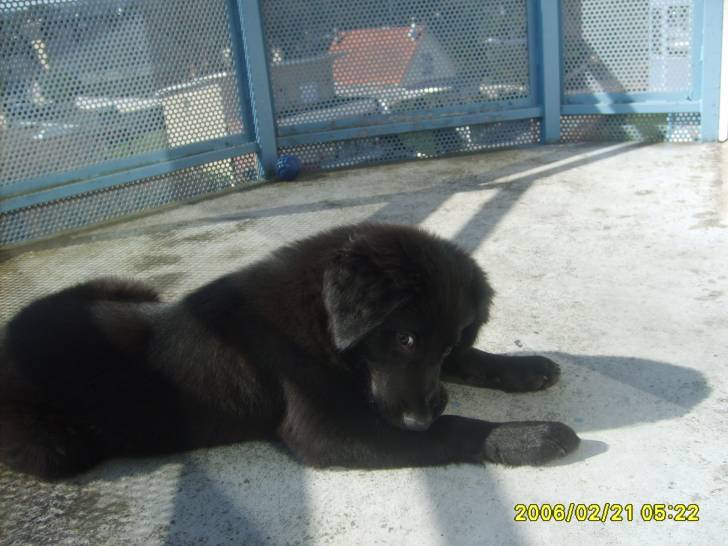 fifty - Border Collie Mâle (7 mois)