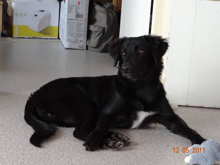 fifty - Border Collie Mâle (7 mois)