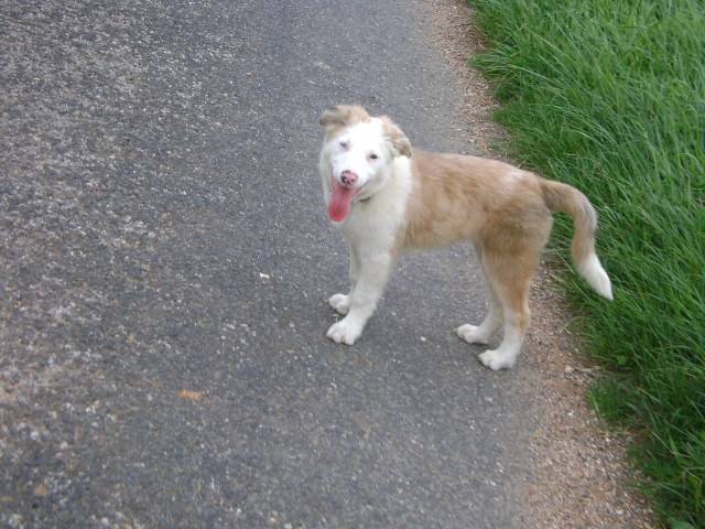 Gamine - Border Collie (1 an)