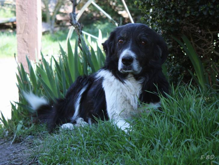 Roby - Border Collie Mâle (14 ans)