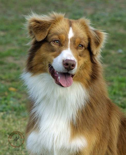 Miamore - Border Collie (2 ans)