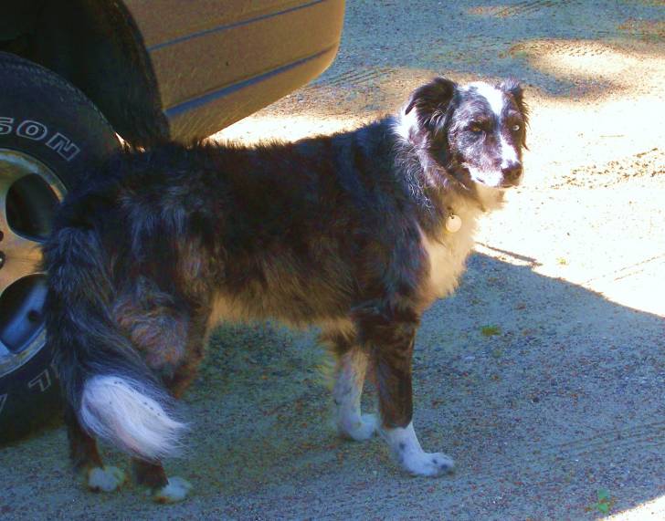 Duke of Merle - Border Collie Mâle