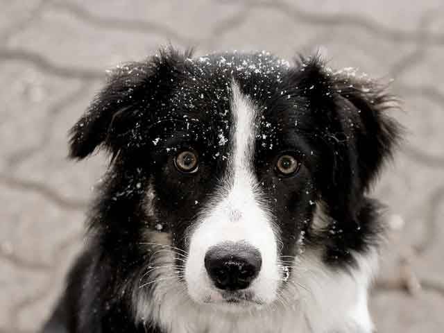 choe - Border Collie Mâle (5 ans)