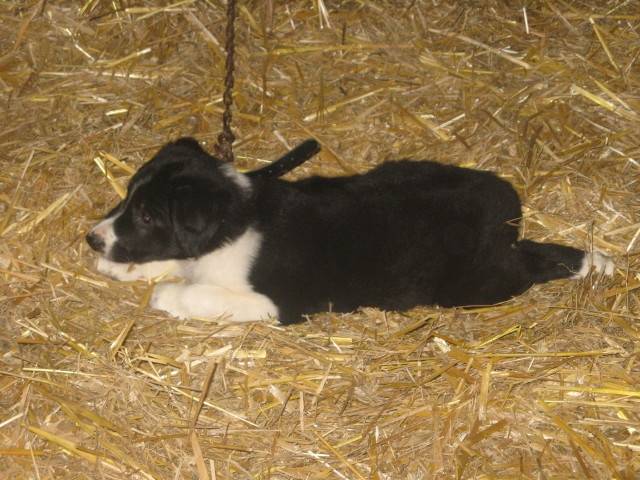 Gipsy - Border Collie Mâle