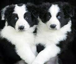 Carrie et Pipo (bébés) - Border Collie (7 mois)