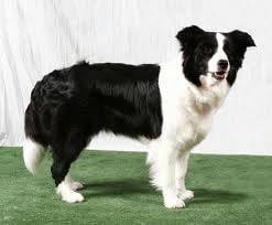 Pipo - Border Collie Mâle (2 ans)