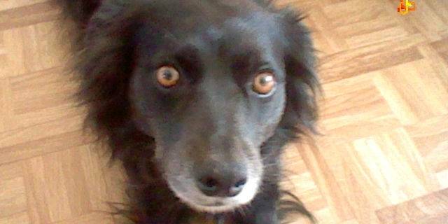 Lola - Border Collie (6 ans)