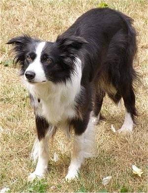 Max - Border Collie (3 ans)