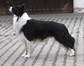 Dobby - Border Collie Mâle (2 ans)
