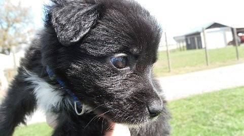 Boomer - Border Collie