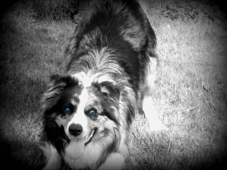 Vandal - Border Collie Mâle (8 ans)