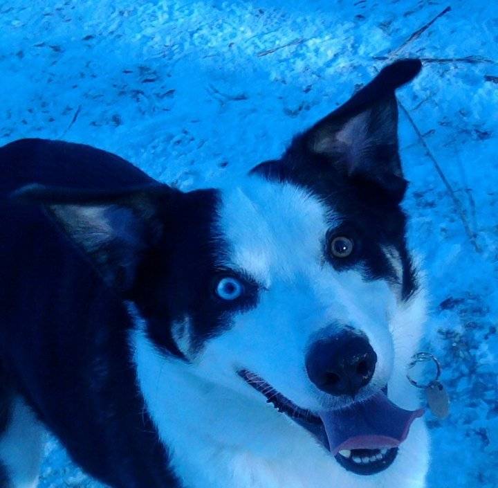 Apache - Border Collie Mâle (6 ans)