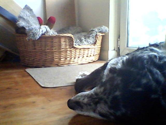 holly - Border Collie (14 ans)