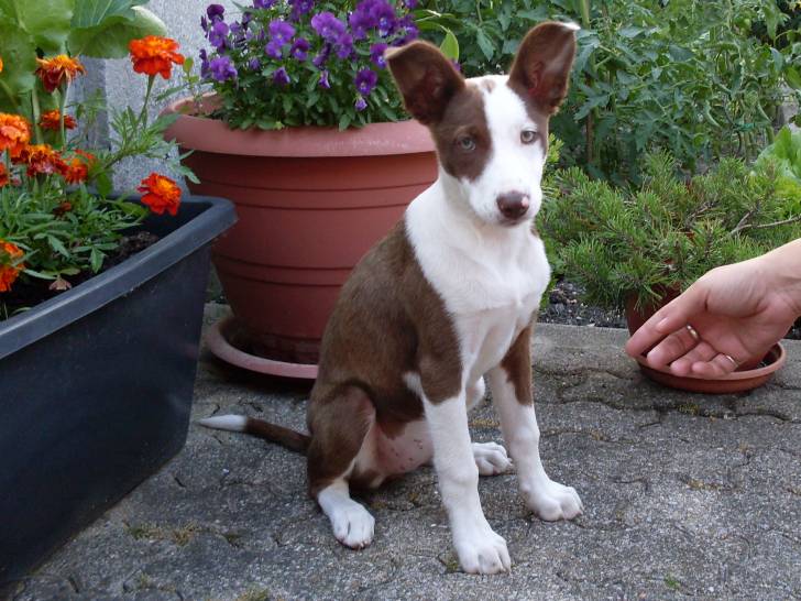 ELIA - Border Collie (2 ans)