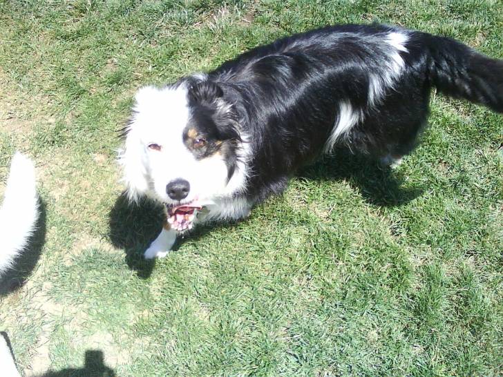 Nessie - Border Collie (12 ans)