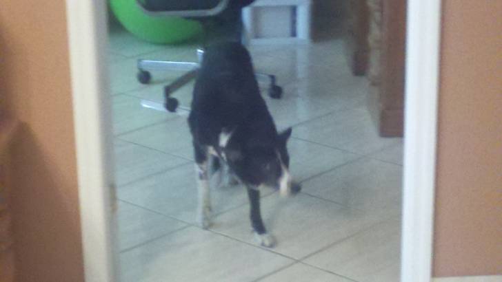 Mickey - Border Collie Mâle (14 ans)