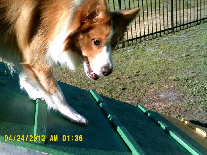 Tiki - Border Collie (11 mois)