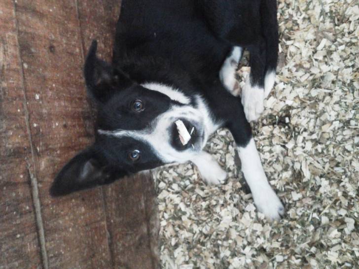 Moose - Border Collie Mâle (5 mois)
