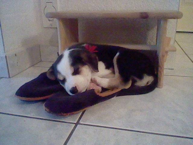 Gabelou - Border Collie Mâle (1 mois)