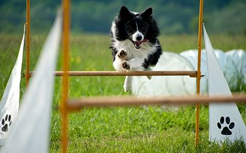 Balu - Border Collie Mâle (5 ans)