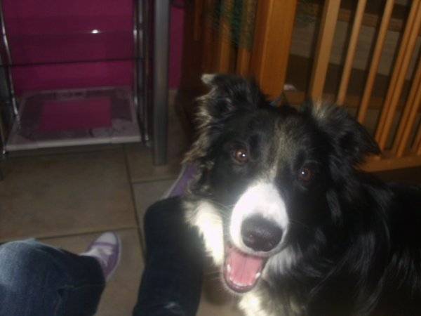 Luna - Border Collie (9 mois)