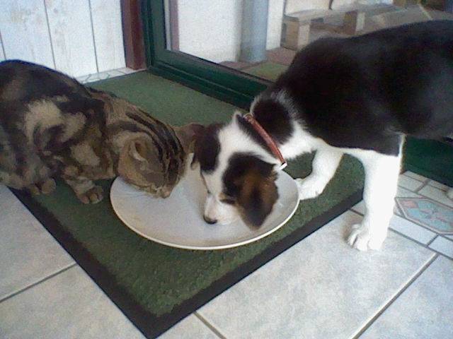 Gabelou et mouche - Border Collie Mâle (2 mois)