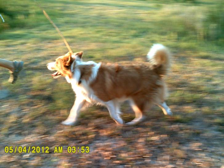 Tiki - Border Collie (11 mois)