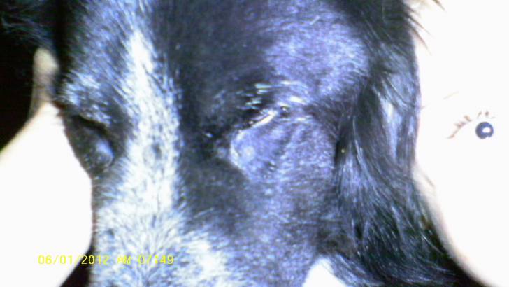 Prince Edward - Border Collie Mâle (10 ans)