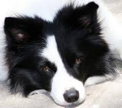 Dipsy - Border Collie Mâle (2 ans)