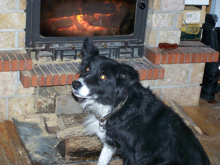 Rebelle - Border Collie (12 ans)