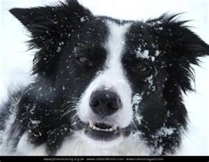 balto - Border Collie Mâle (10 ans)