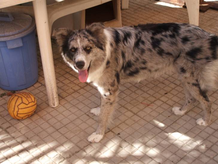maya - Border Collie (2 ans)