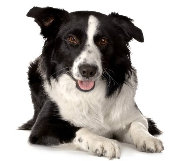 moireibh - Border Collie Mâle (8 mois)