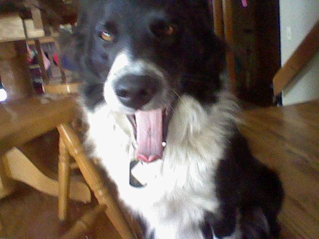 Chip - Border Collie Mâle (4 ans)