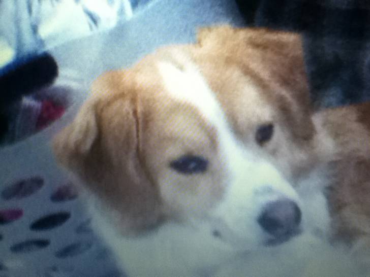 BUDDY - Border Collie Mâle (3 ans)