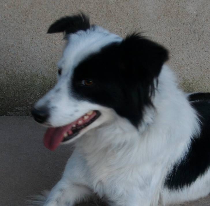 Dixy - Border Collie (4 ans)