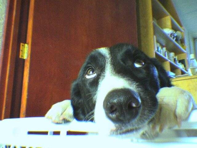 Wind - Border Collie (3 ans)