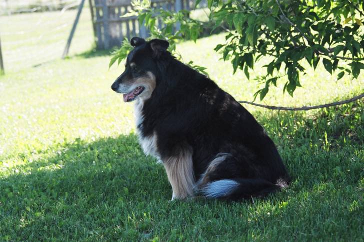 Cujo - Border Collie Mâle (11 ans)