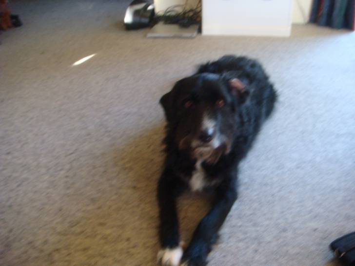 bella - Border Collie (4 ans)