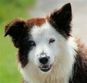 Duke - Border Collie (4 ans)