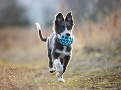 Un Border Collie adolescent joue avec une balle