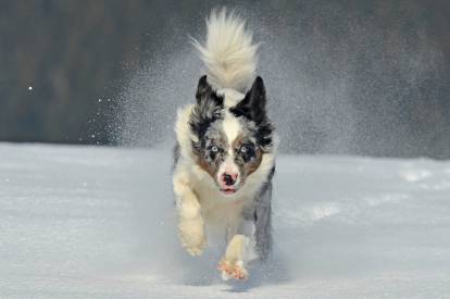 Un Border Collie qui court sous la neige