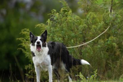 Un Border Collie attaché à un arbre et en train d'aboyer