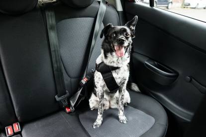 Un Border Collie assis sur la banquette arrière d'une voiture et tirant la langue