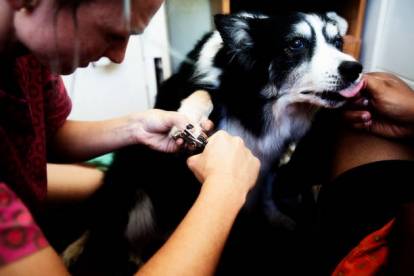 Un Border Collie se faisant tailler les griffes